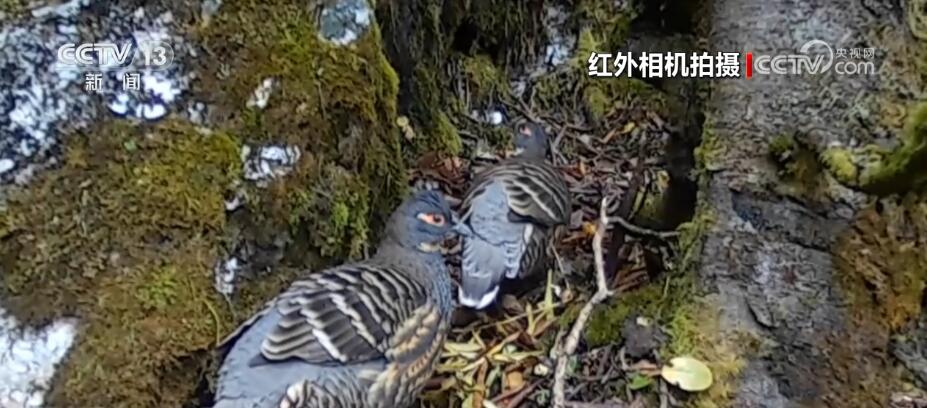 哈巴雪山監(jiān)測到多種珍稀保護(hù)動物 生物多樣性保護(hù)成效明顯(圖2)