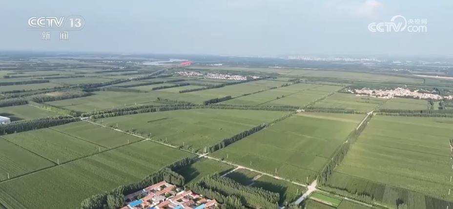 “濟麥”“齊黃”“登海”等優(yōu)質品種多次刷新全國高產紀錄(圖5)