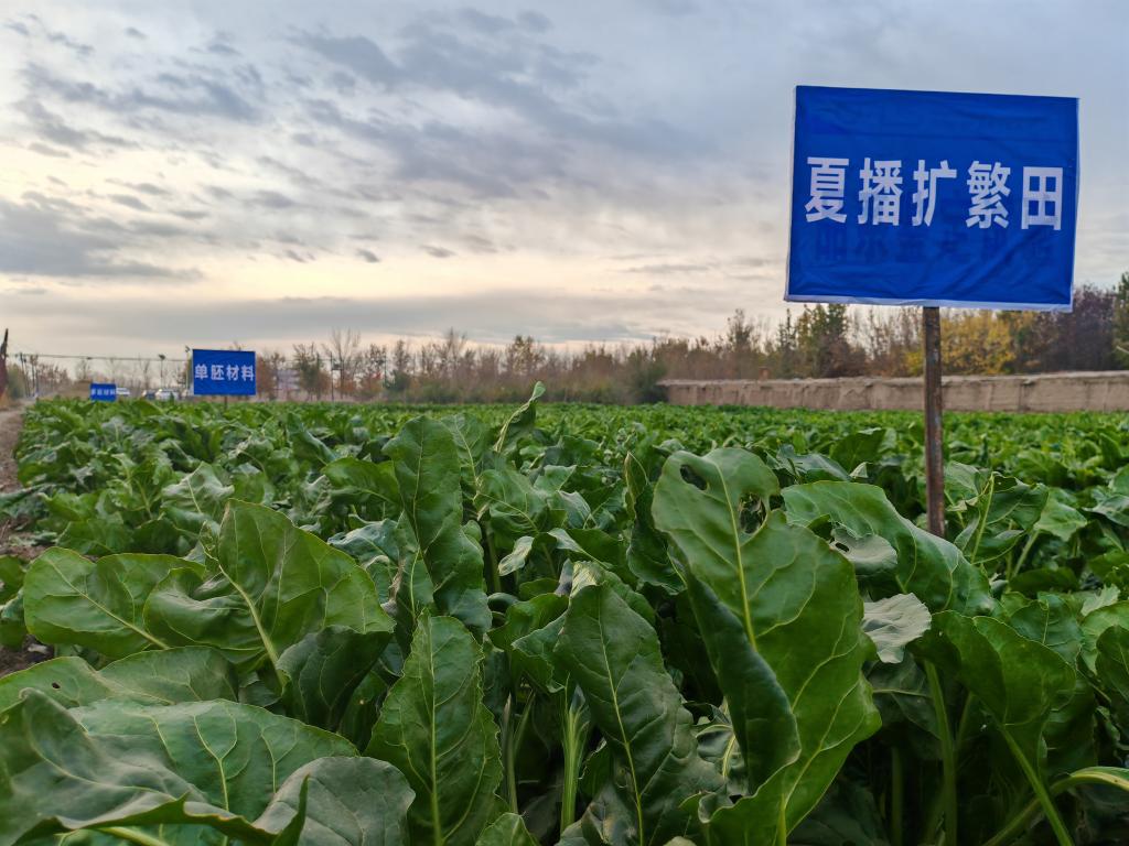 我國甜菜種子丸粒化加工技術(shù)取得重要突破(圖1)
