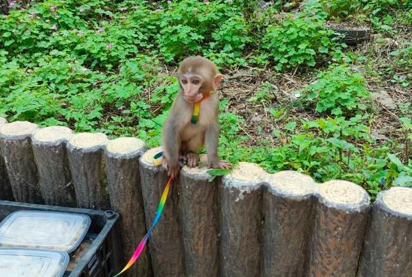 2024欒川竹海野生動物園免費(fèi)開放時(shí)間