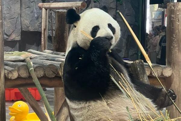 2024欒川竹海野生動物園免費(fèi)開放時(shí)間