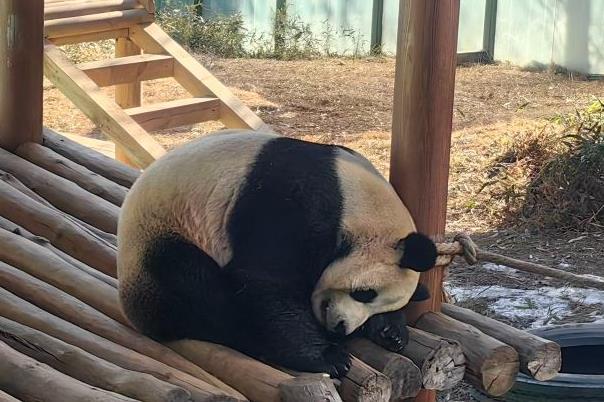 2024欒川竹海野生動物園免費(fèi)開放時(shí)間