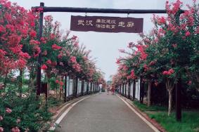 紫薇都市田園門票價(jià)格2024
