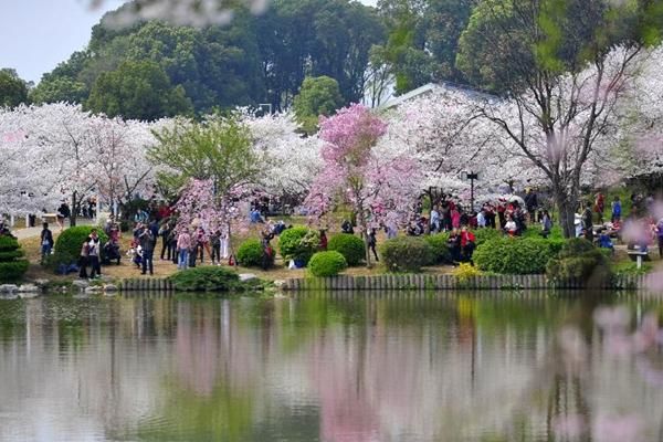 2024武漢東湖磨山櫻花園門(mén)票價(jià)格