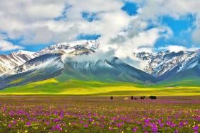 賽里木湖賞花攻略 附花名、觀賞時間、觀賞地點