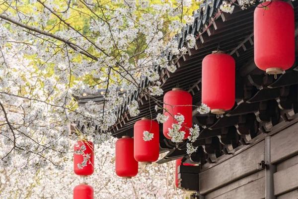 2024東湖櫻花園詳細(xì)交通攻略