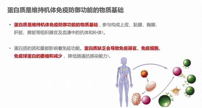 選購蛋白粉不再迷茫：蛋白粉哪個牌子好，一文告訴你補充蛋白質提高免疫力吃什么